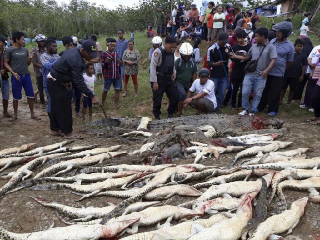 “Linchan” a casi 300 cocodrilos en represalia por la muerte de un hombre