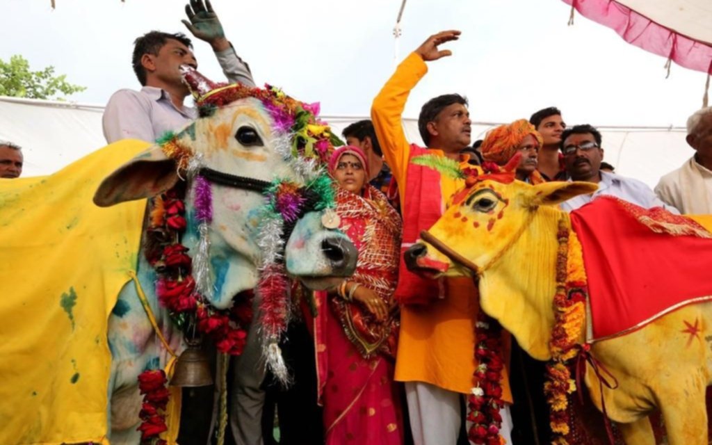 En la India, un toro y una vaca se casaron para hacer llover