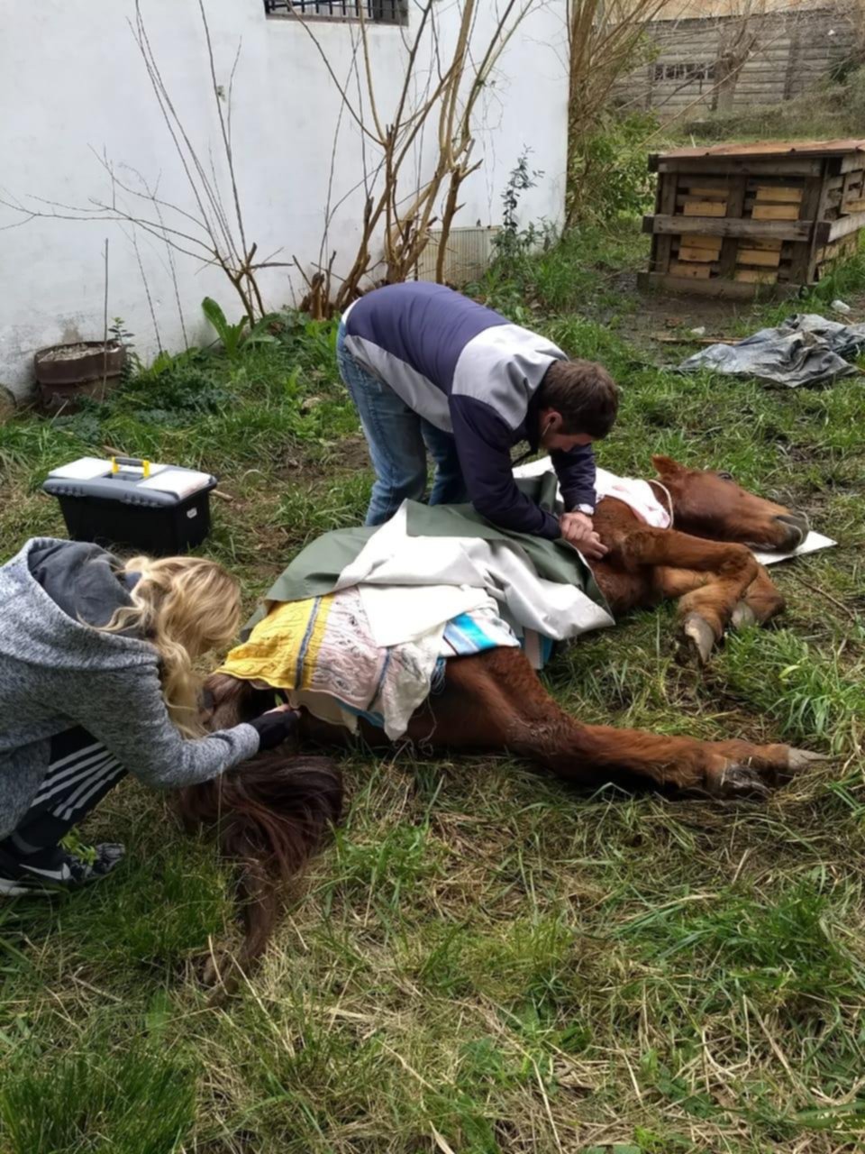 Rescatan en San Lorenzo a dos caballos exhaustos y enfermos