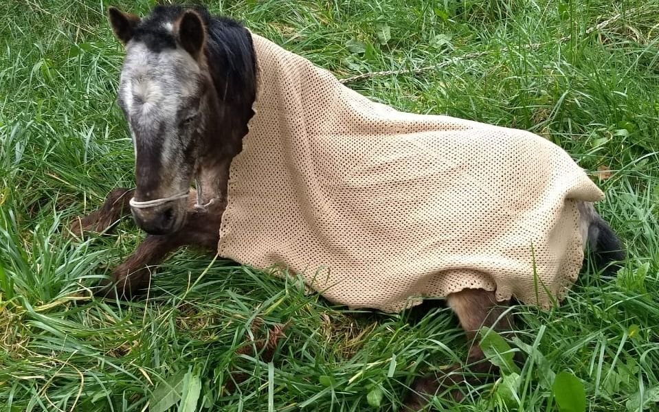 Realizan operativos de rescate animal en diversos barrios de la ciudad