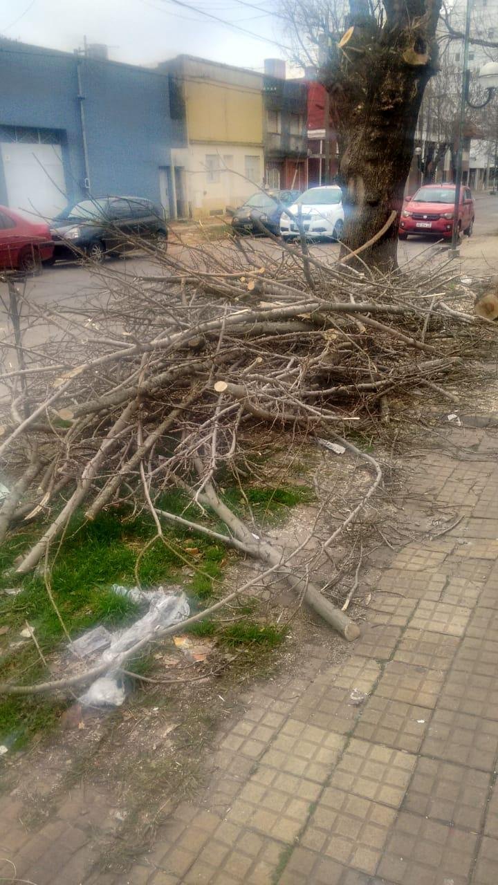 Con los restos de la poda de un árbol en la puerta de la casa