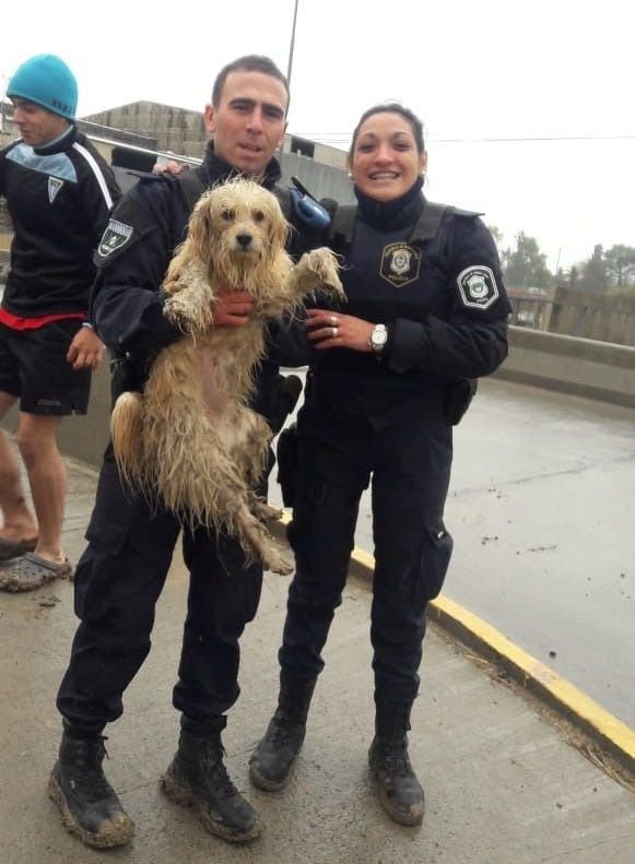 Le hicieron honor al Día del Perro Callejero: rescataron una mascota que cayó a un arroyo
