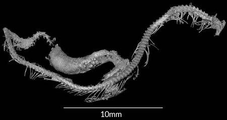 Descubren el primer fósil de serpiente de la era de los dinosaurios en un terrón de ámbar