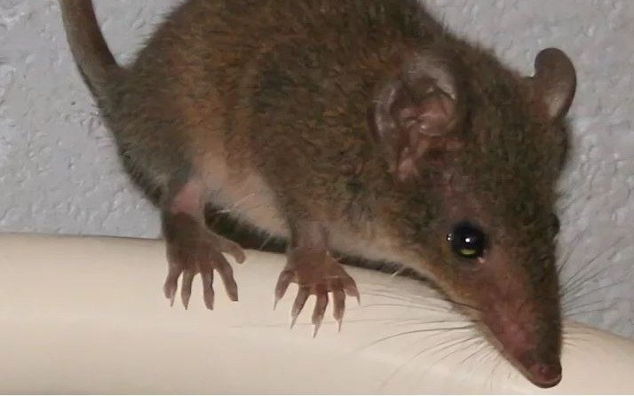 Un animal australiano tiene tanto sexo que muere por su causa