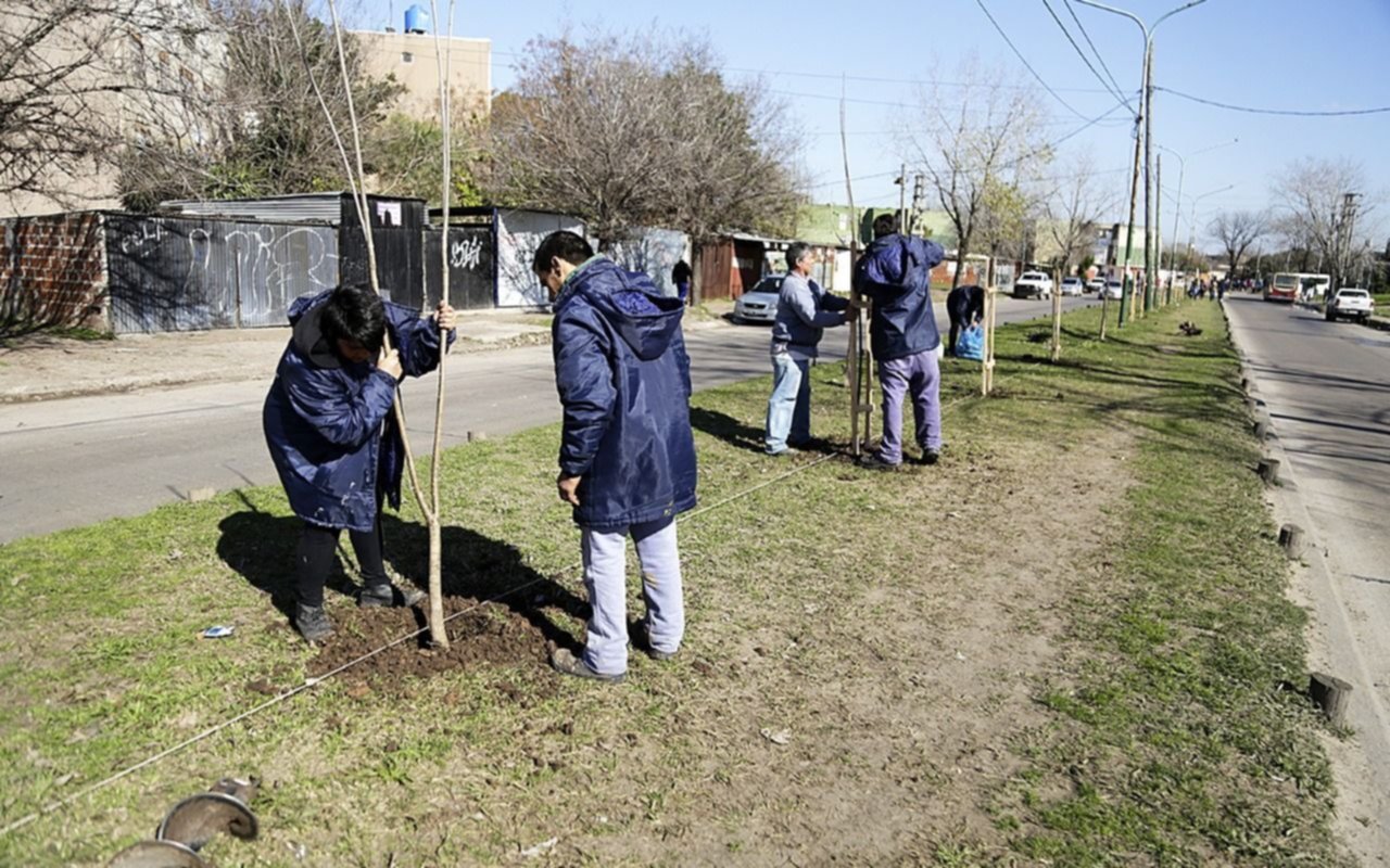 Inician una gran forestación en Almirante Brown para cuidar el patrimonio arbóreo de la ciudad