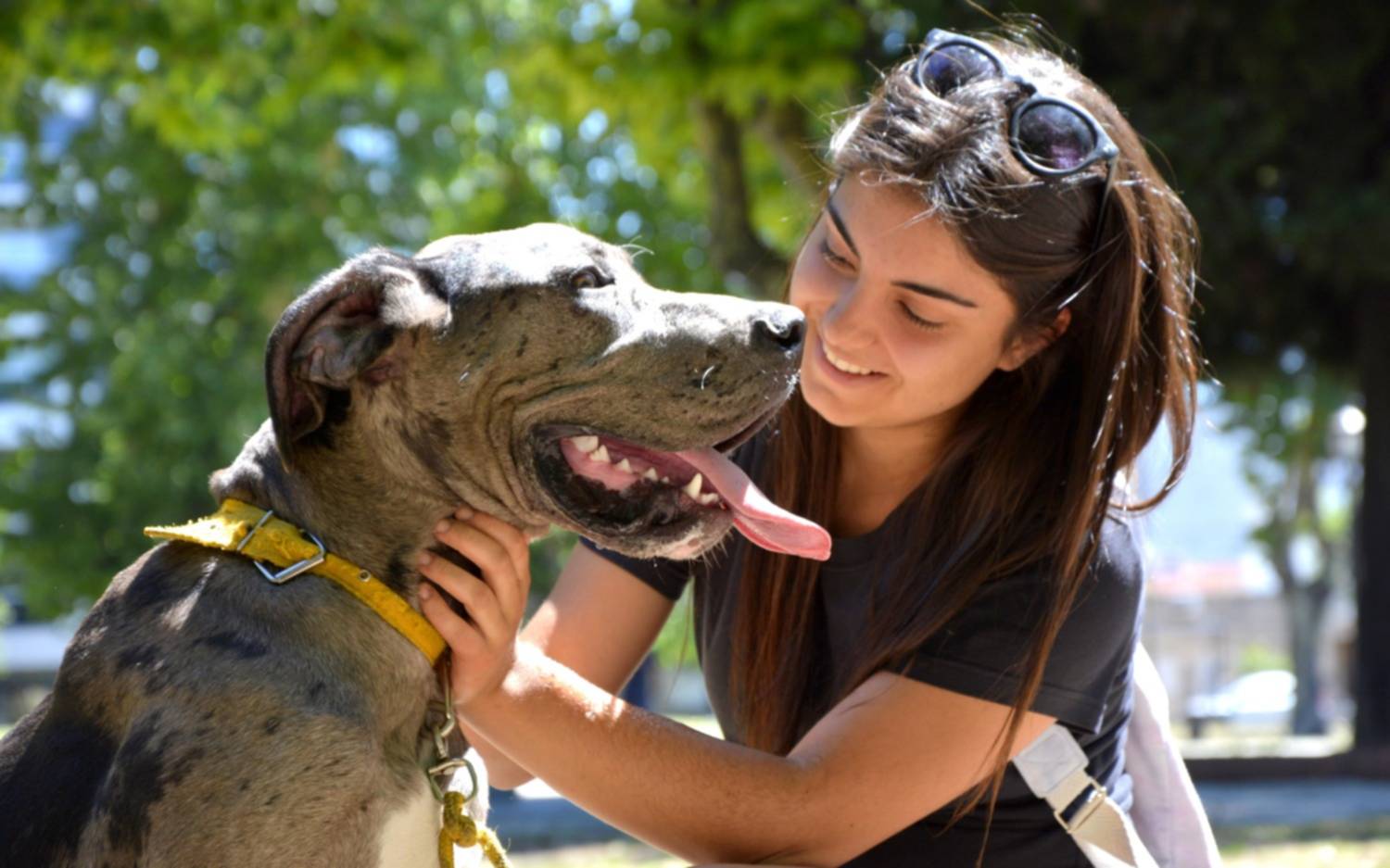 El consultorio veterinario móvil llega a Los Hornos para realizar castraciones gratuitas