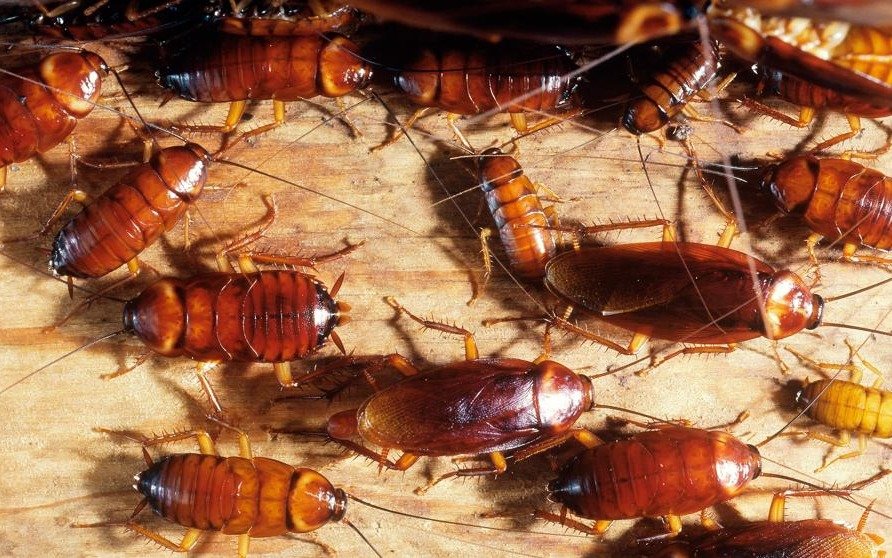Una investigación afirma que cada vez es más difícil matar a las cucarachas