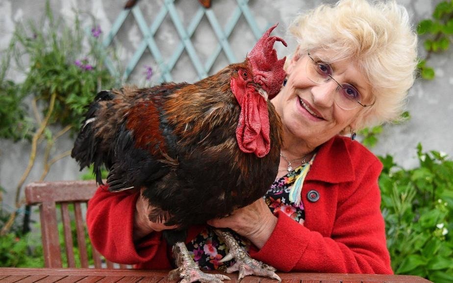 Arrancó en Francia el juicio contra Maurice, un gallo que está acusado de "perjuicio sonoro"