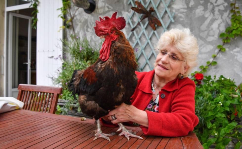 An unusual essay for the song of a rooster paralyzes France