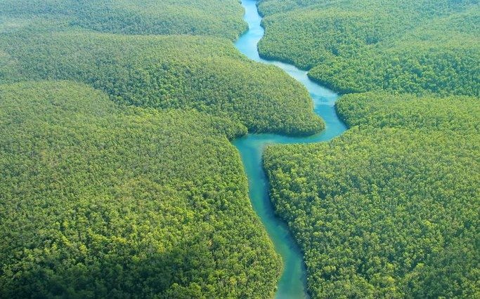 Descubren al menos 36 nuevas especies de flora y fauna en el Amazonas