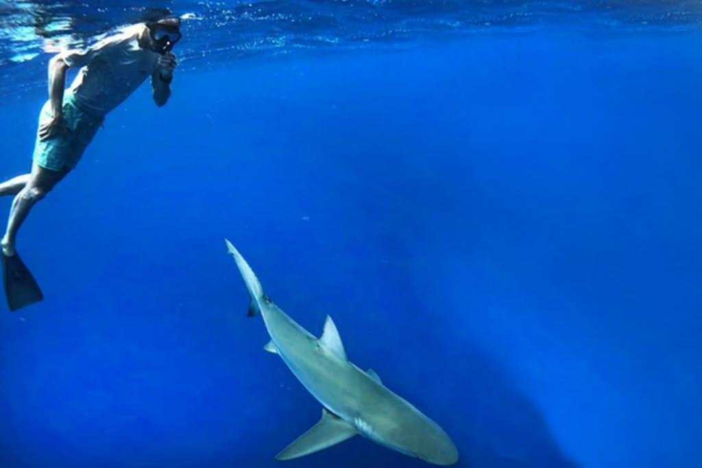 Manu Ginóbili pasa su tiempo nadando con tiburones