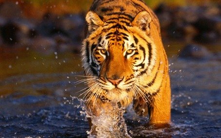 Hallan un patrón universal que explica la duración de la vida de las especies