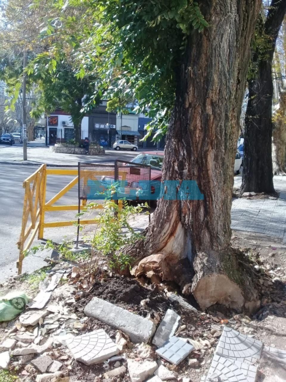 Un árbol a punto de caer por el que los vecinos se hartaron de reclamar