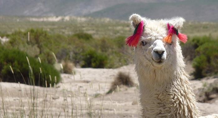 Científicos locales tras el secreto genético de las llamas blancas