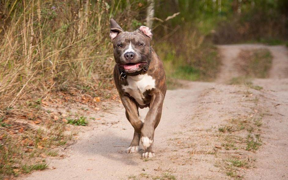 Fue de vacaciones a Miramar y murió atacado por tres pitbulls