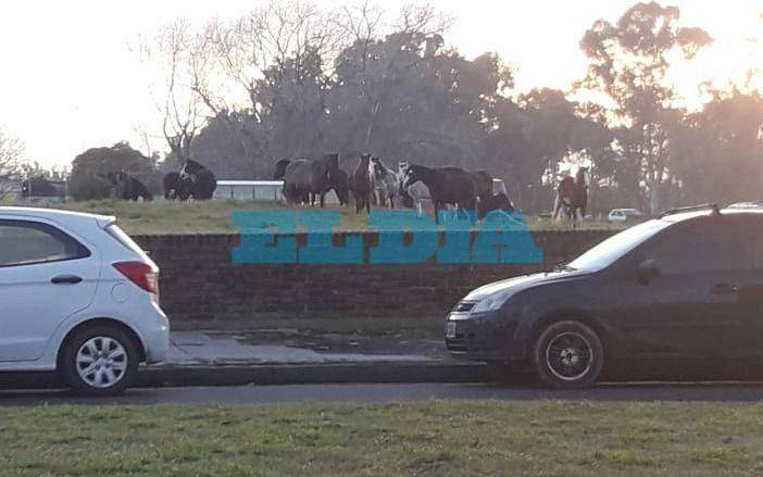 ¡Peligro, automovilistas!: advierten por  caballos sueltos en la zona de 1 y 72