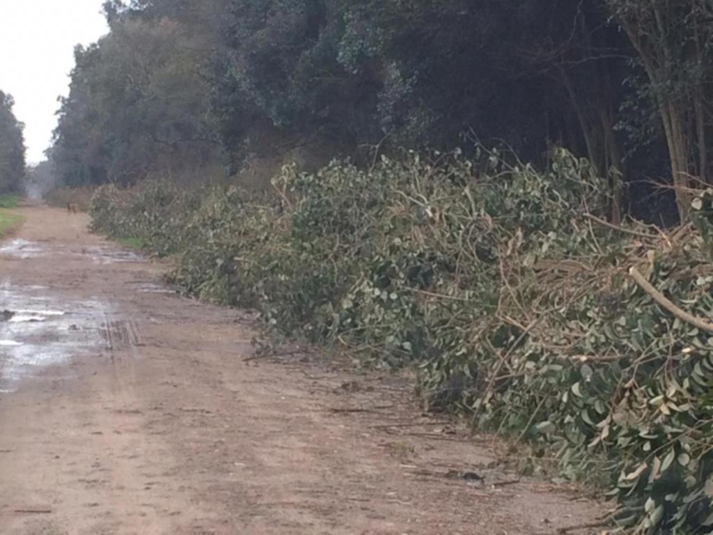Las ramas ya tapan la calle en Villa Elisa