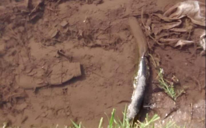 Un caño que pierde agua en un sector clave de City Bell