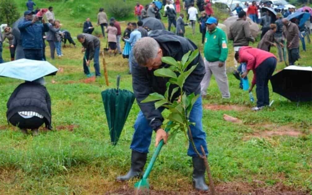 Tremendo récord: Etiopía plantó 353 millones de árboles en sólo doce horas
