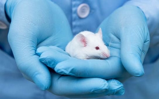 En Japón podrán experimentar insertar órganos para humanos en animales
