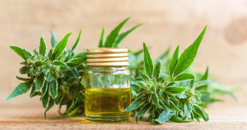 Farmacéuticos denuncian que el aceite de cannabis que circula es fraudulento