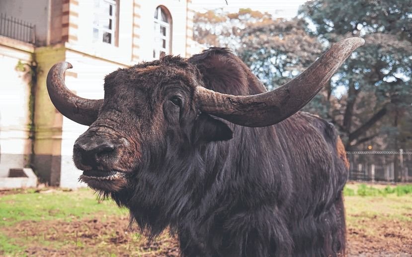 El yak “Chicho” deja el Bioparque y lo trasladan a un Santuario en Entre Ríos