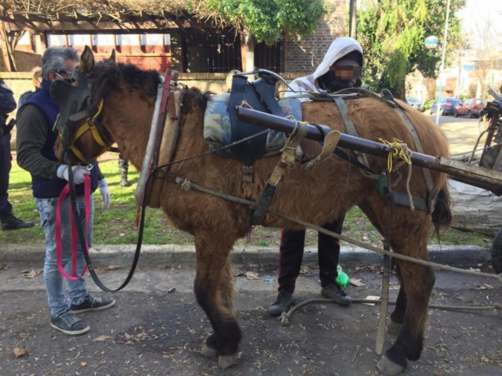 Rescataron a una yegua que era maltratada y estaba herida, en El Mondongo