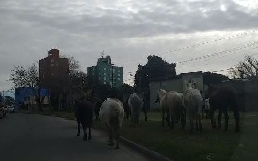 ¡Cuidado! Tropa de caballos sueltos complicaba el tránsito en la zona de 120 y 67