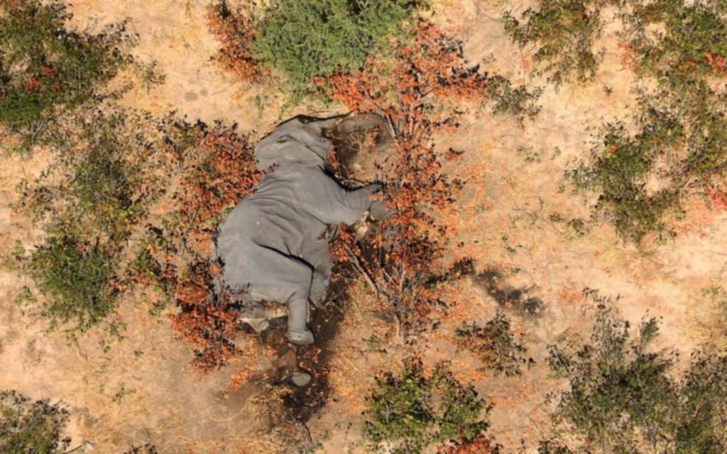 El misterio de los 356 elefantes muertos en Botswana