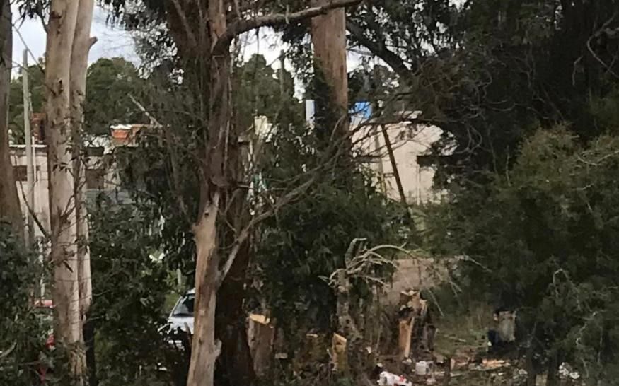 Vecinos denuncian tala indiscriminada en Parque Sicardi