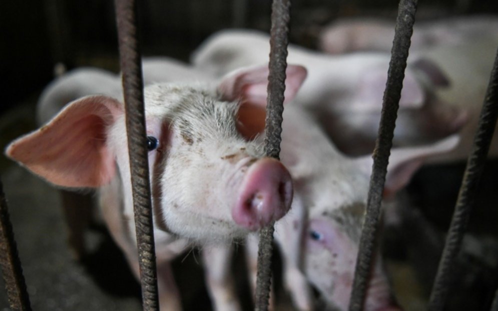 En el sur de Brasil se descubrió una nueva gripe porcina: ¿puede provocar una pandemia?