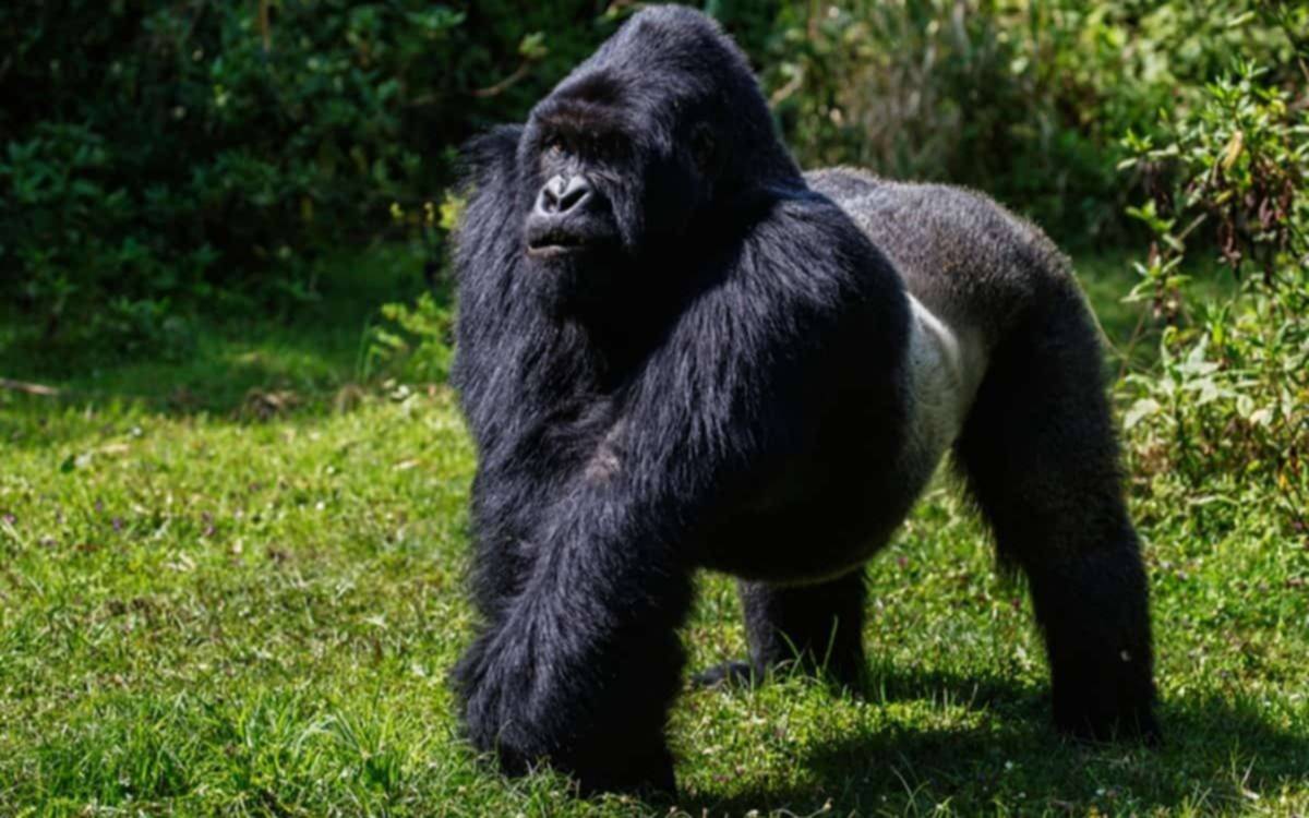 Condenan a prisión al cazador furtivo que mató al popular gorila Rafiki en Uganda