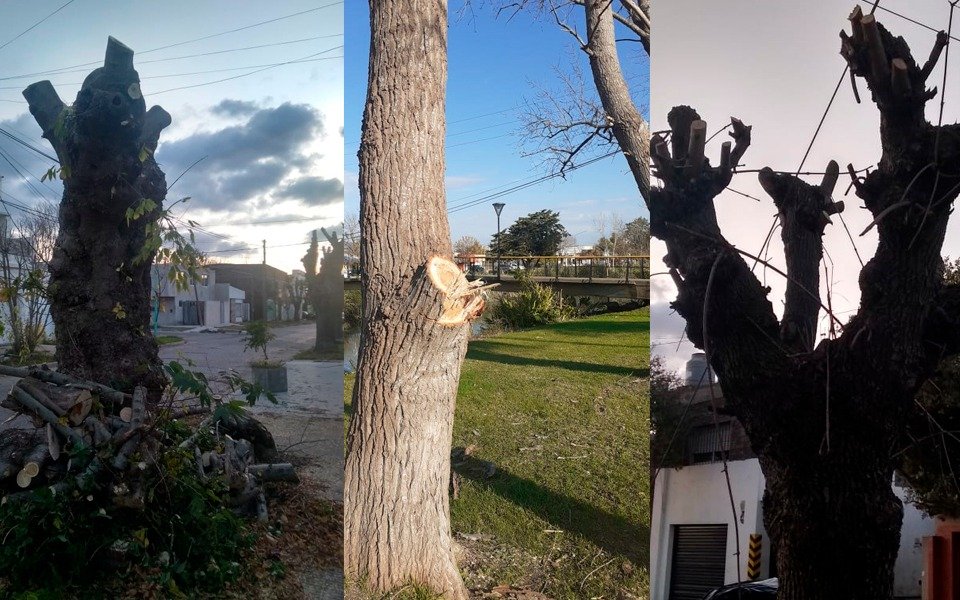 Tras una denuncia, ordenan a la Municipalidad de Berisso a suspender la poda de árboles