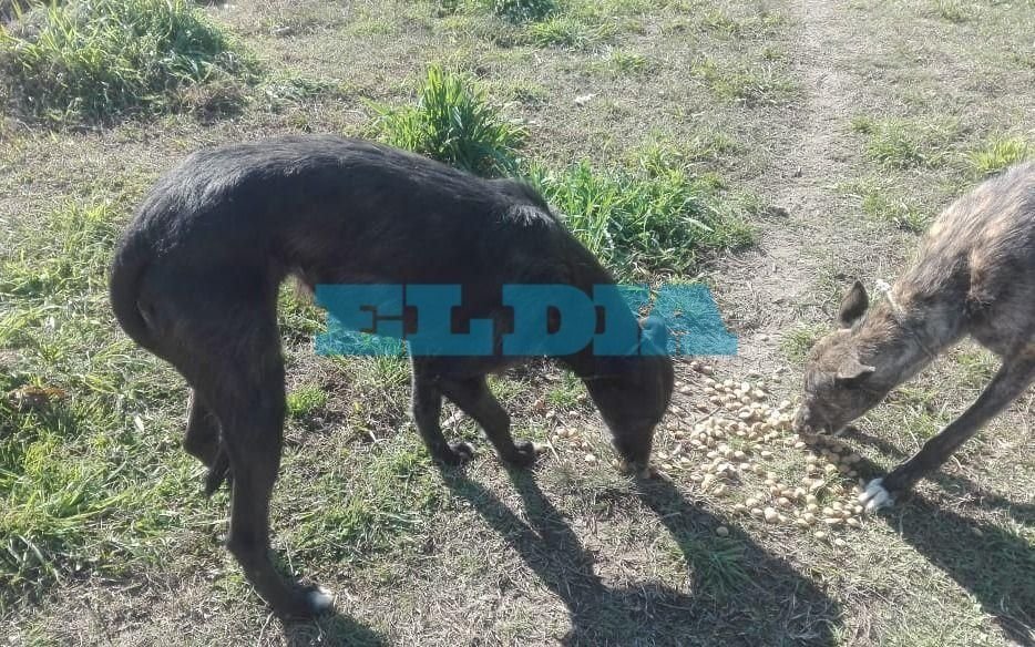 Denuncian maltrato animal en Los Talas: cachorros serían entregados a un dogo para que los mate