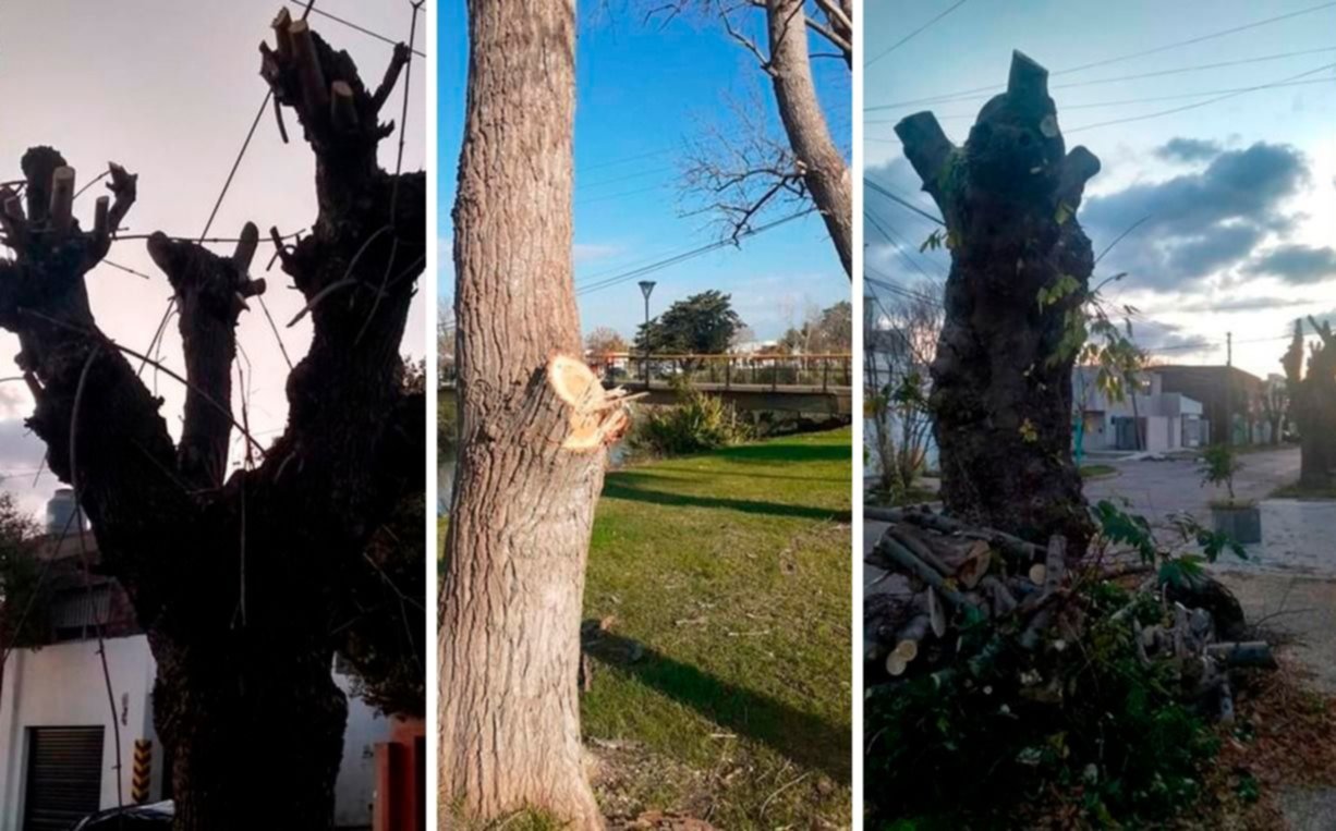 La Justicia ordenó ponerle freno a talas y podas agresivas en el arbolado berissense