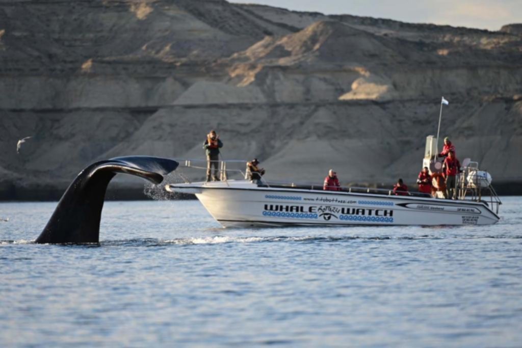 Comenzó el avistaje de ballenas en las aguas de Chubut
