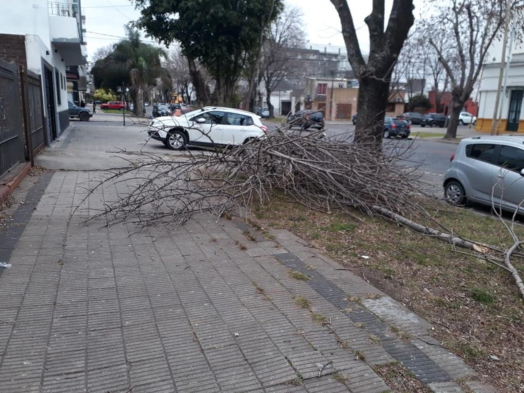 Piden recolección de ramas tras operativos de podas