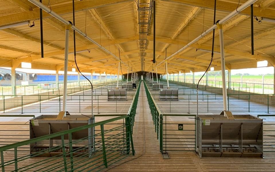 Impulsan plan para aumentar 30% por año la exportación de carne de cerdo argentina