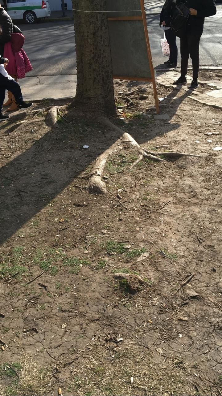 Piden desde 2019 que saquen un árbol que rompe la vereda: "Sólo pasaron y cortaron las ramas"