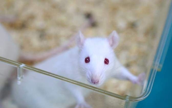 Cierra el mayor proveedor de ratas de laboratorio de Australia