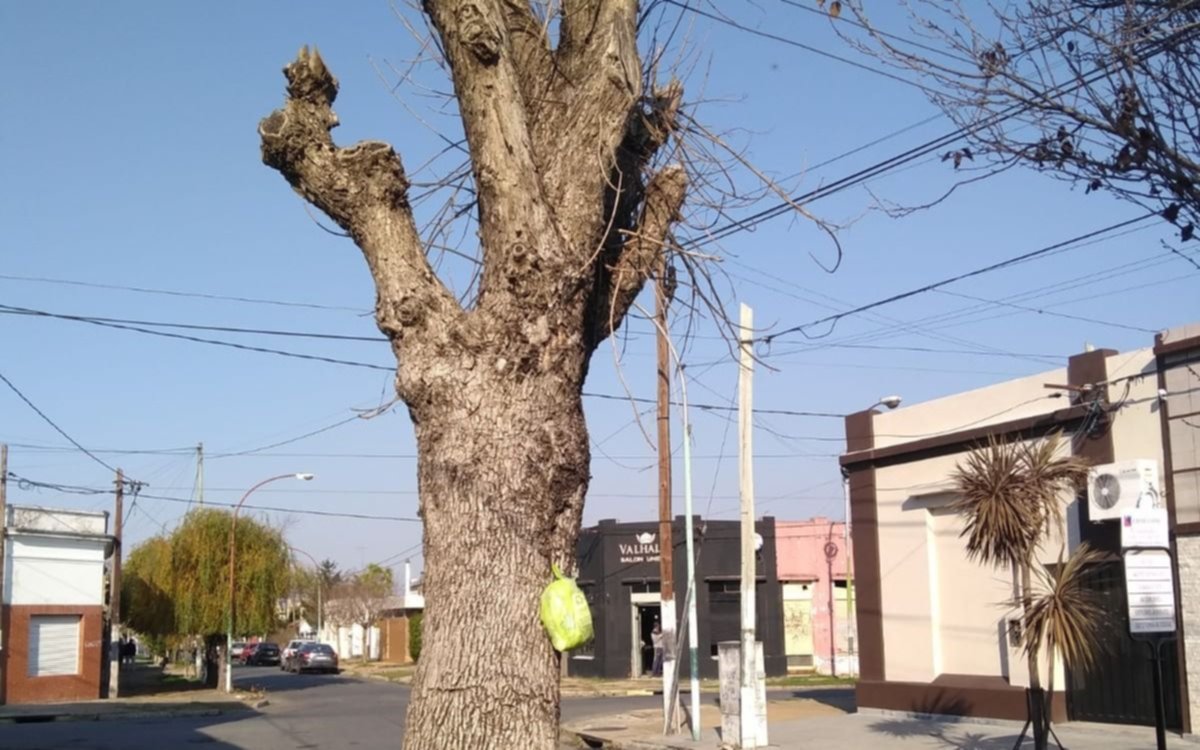 Vecinos de Berisso impiden al Municipio la poda de arboles