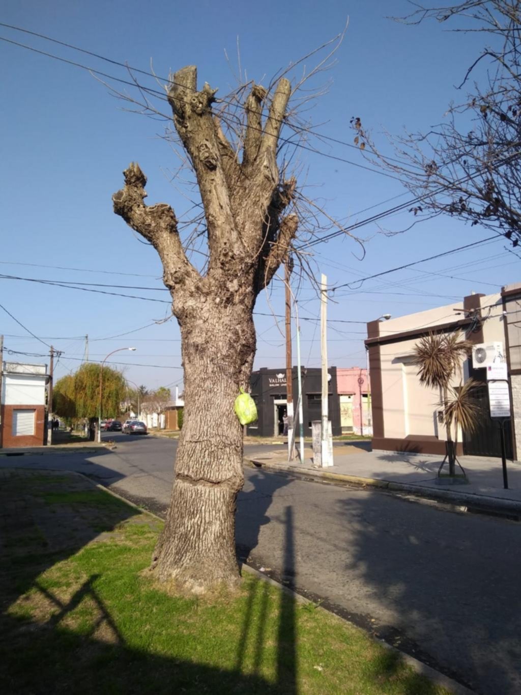 El arbolado de Berisso sufre y los ambientalistas piden un plan para revertir su descuido