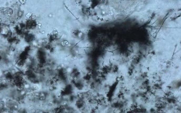 Encuentran microorganismos fósiles de hace 3.400 millones de años