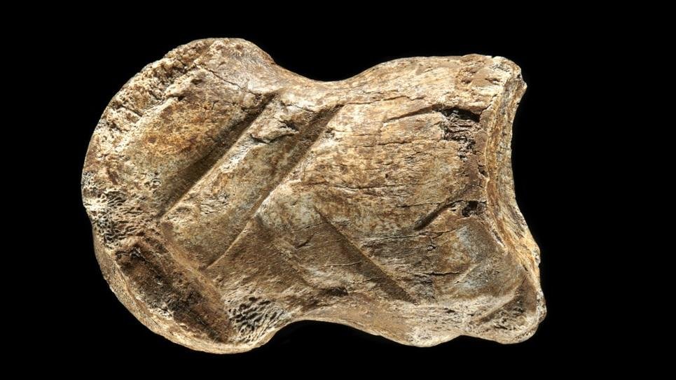 Neardentales artistas: lo sugiere el hallazgo de un hueso tallado de 51.000 años