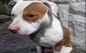 Robó un Pitbull, pidió $20 mil para devolverlo pero lo detuvieron cuando fue a cobrarlos