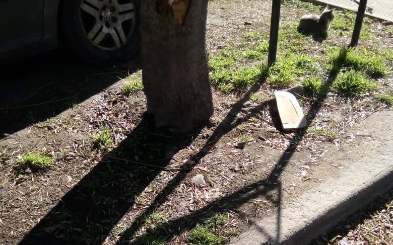 Piden que arreglen una pérdida de agua en Ringuelet: "Esto es un desastre"