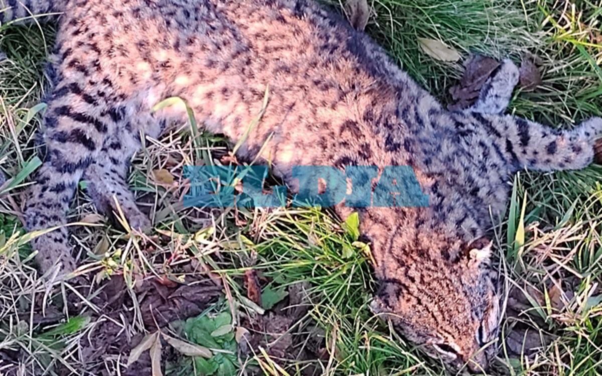 Animales silvestres muertos en cercanías del ECAS y vecinos sospechan de cazadores furtivos