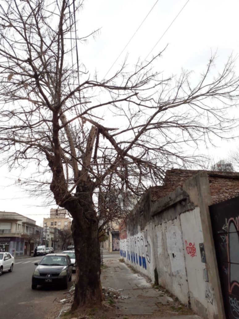 Peligro por una rama a punto de venirse a pique en 43, 4 y 5