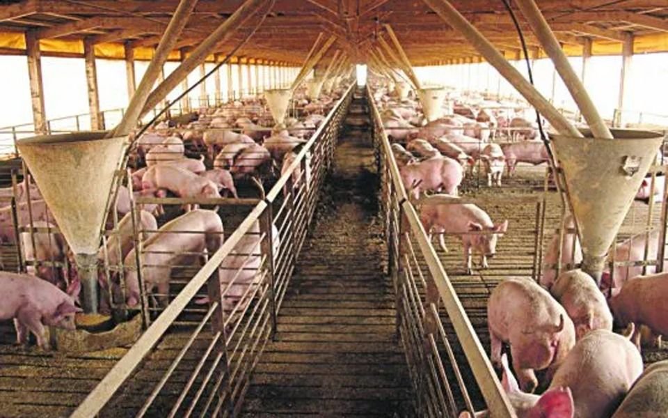 Avanza el acuerdo con China para la megaproducción porcina en Argentina