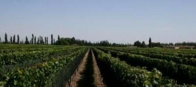 Valle Las Nencias presentó su portfolio de vinos 